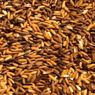 Poudre de Riz Gluant Grillé