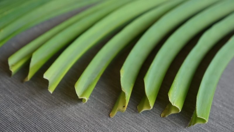 Pandan Leaves