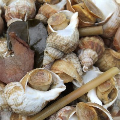 Whelks With Aromatic Herbs