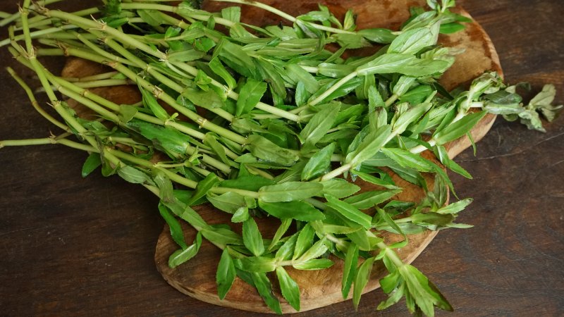 Herbes à paddy