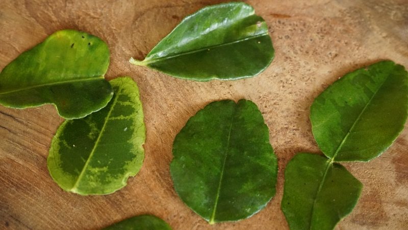 Feuilles de lime ou feuilles de combava